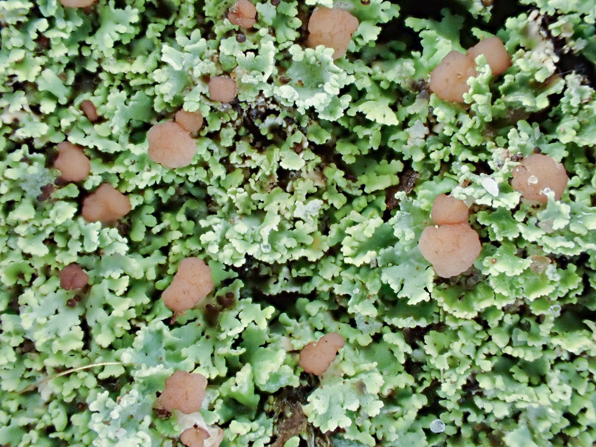 Cladonia caespiticia (door Arne van Wingerden)