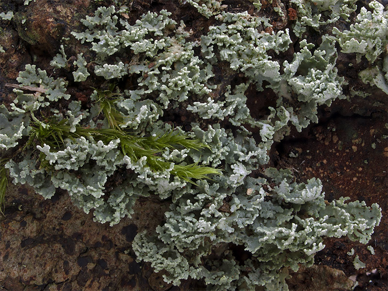 Cladonia caespiticia (door Bart Horvers)