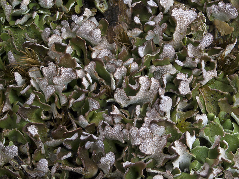 Cladonia callosa (door Bart Horvers)