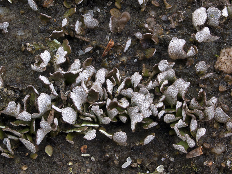 Cladonia callosa (door Bart Horvers)