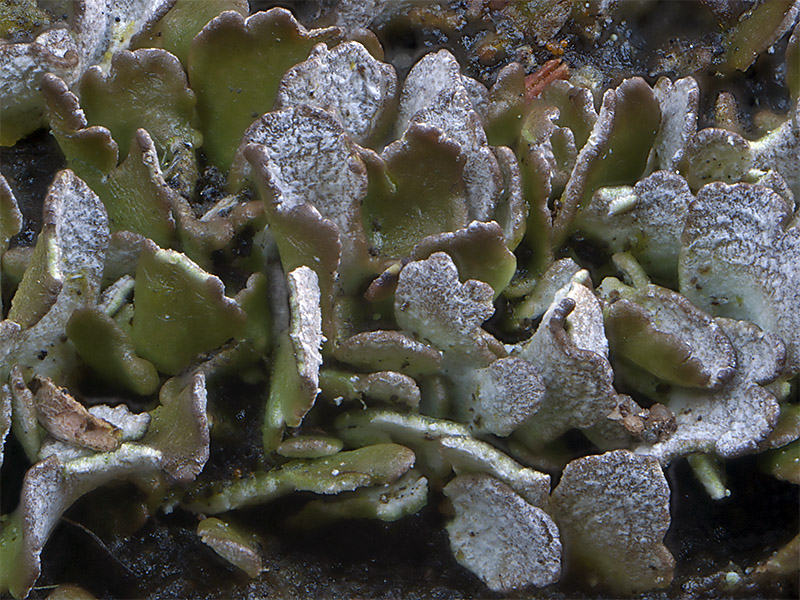 Cladonia callosa (door Bart Horvers)