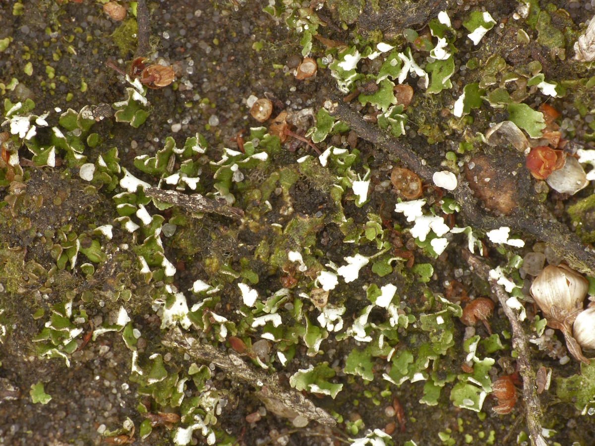 Cladonia callosa (door Henk-Jan van der Kolk)