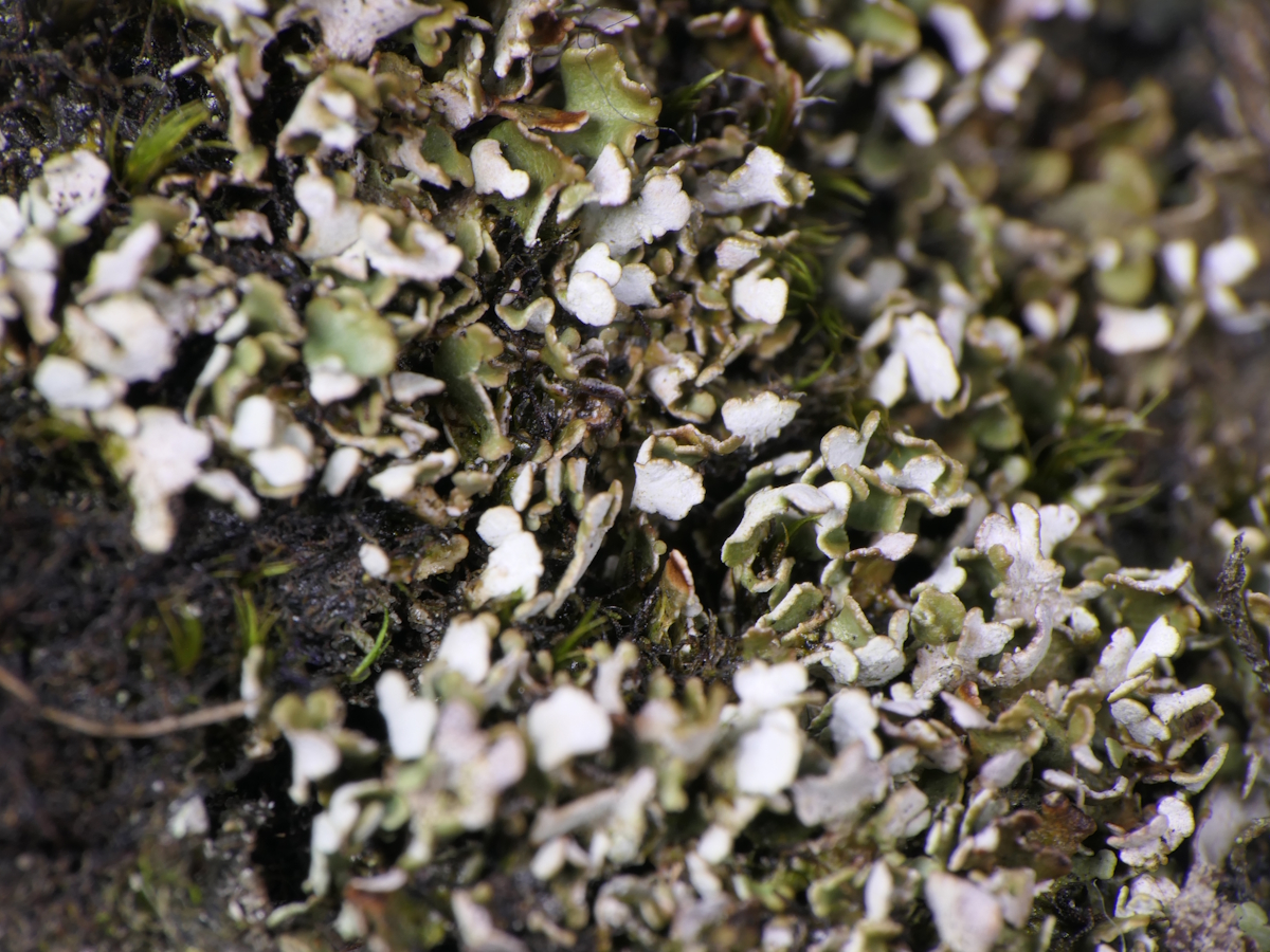 Cladonia callosa (door Henk-Jan van der Kolk)