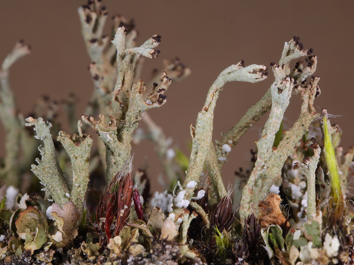 Cladonia callosa (door Henk-Jan van der Kolk)