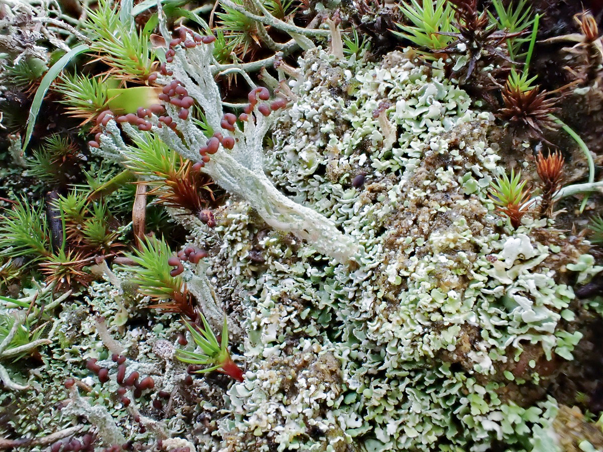 Cladonia cariosa (door Arne van Wingerden)