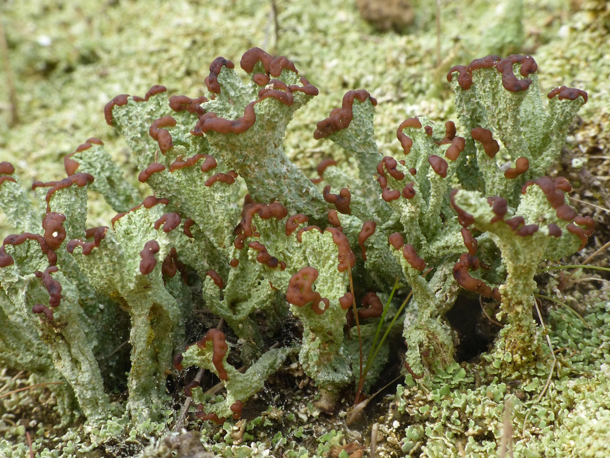 Cladonia cariosa (door Henk-Jan van der Kolk)