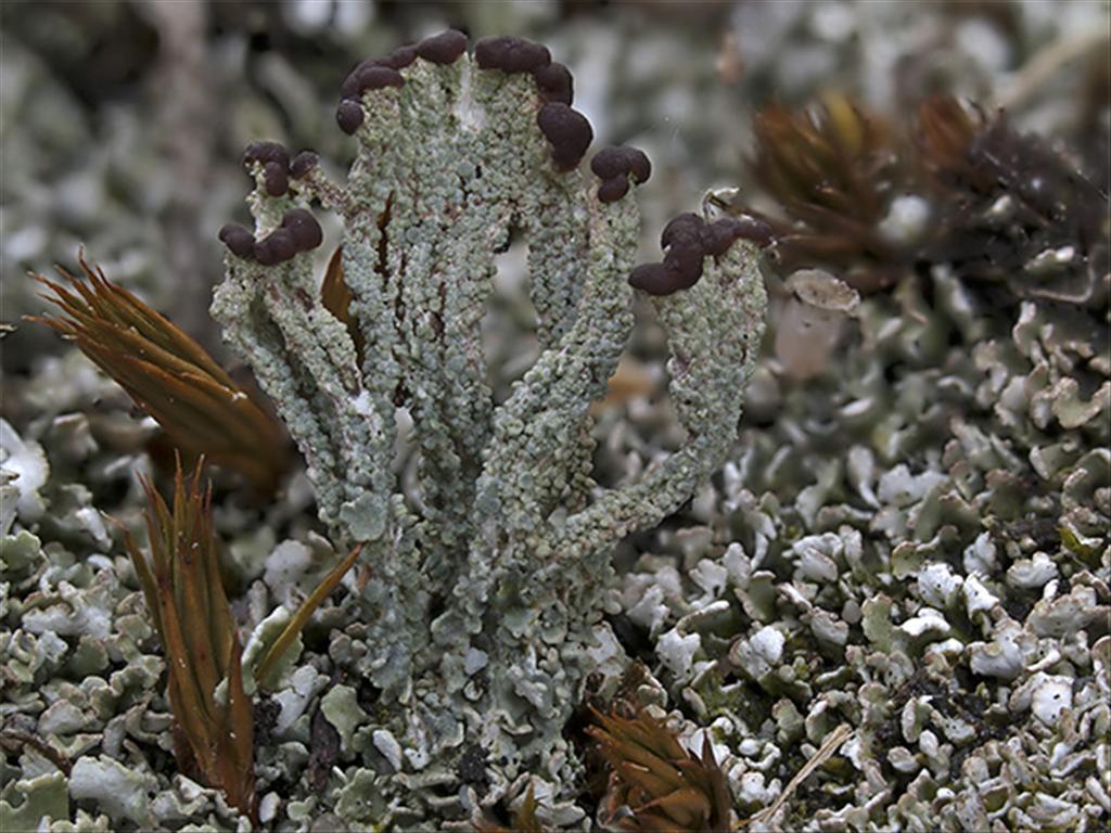 Cladonia cariosa (door Bart Horvers)