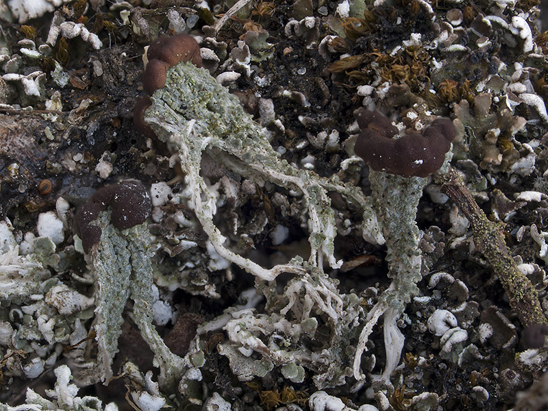 Cladonia cariosa (door Bart Horvers)