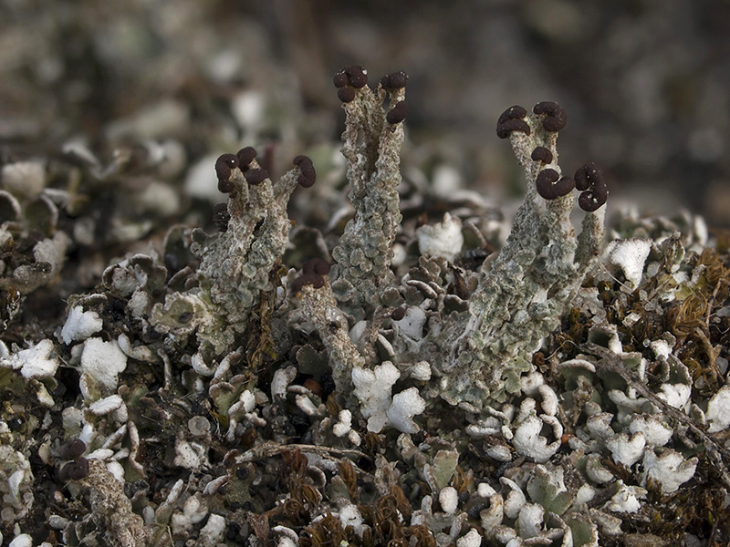 Cladonia cariosa (door Bart Horvers)