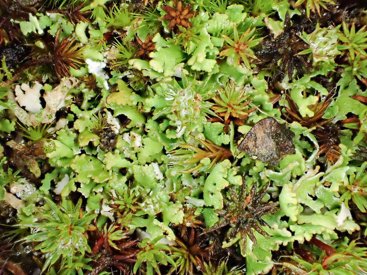 Cladonia cervicornis (door Arne van Wingerden)