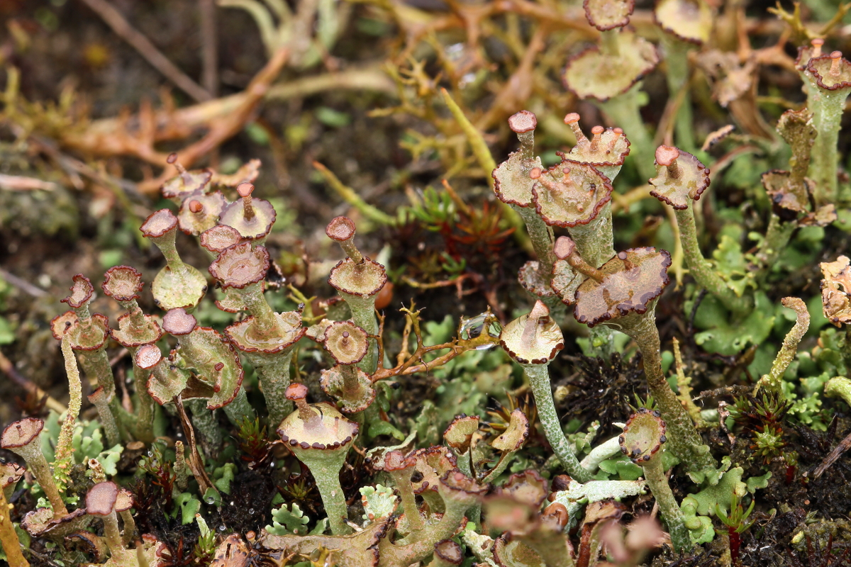 Cladonia verticillata (door Klaas van der Veen)