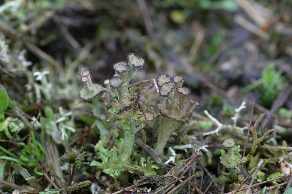 Cladonia cervicornis (door Christophe Brochard)