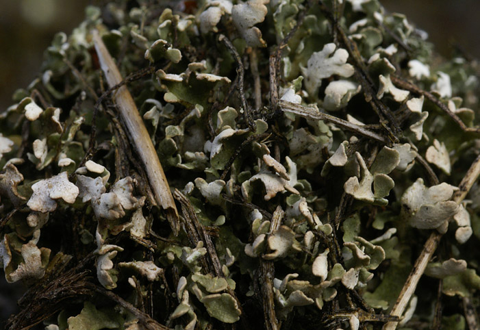 Cladonia cervicornis (door Ron Poot)