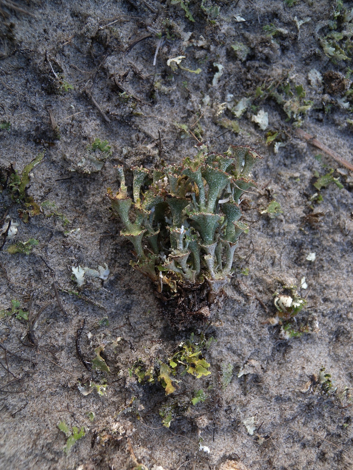 Cladonia cervicornis (door Hans Toetenel)