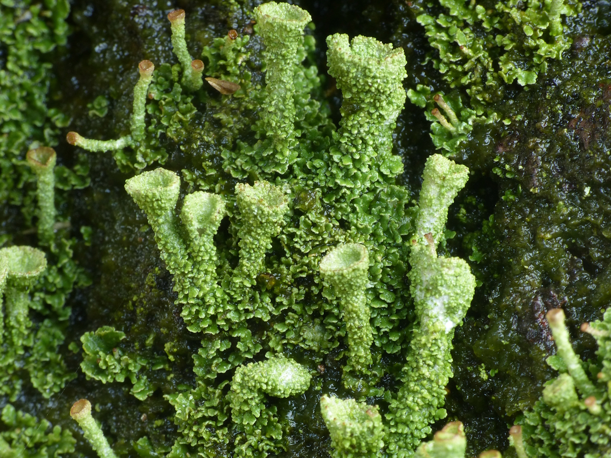 Cladonia chlorophaea (door Henk-Jan van der Kolk)