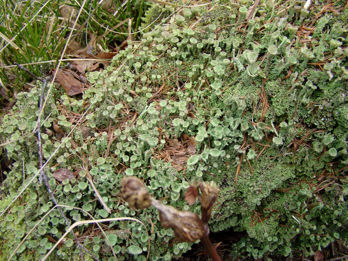Cladonia chlorophaea (door Henk-Jan van der Kolk)