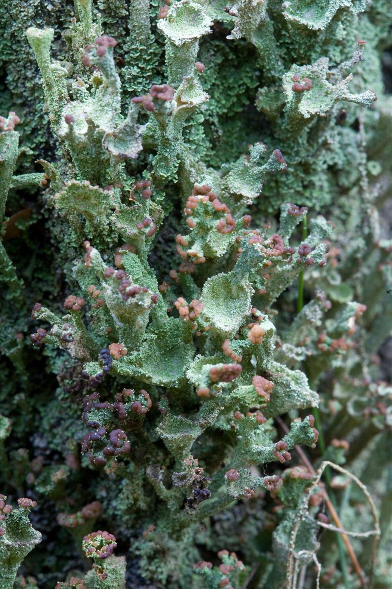 Cladonia chlorophaea (door Henk Visser)