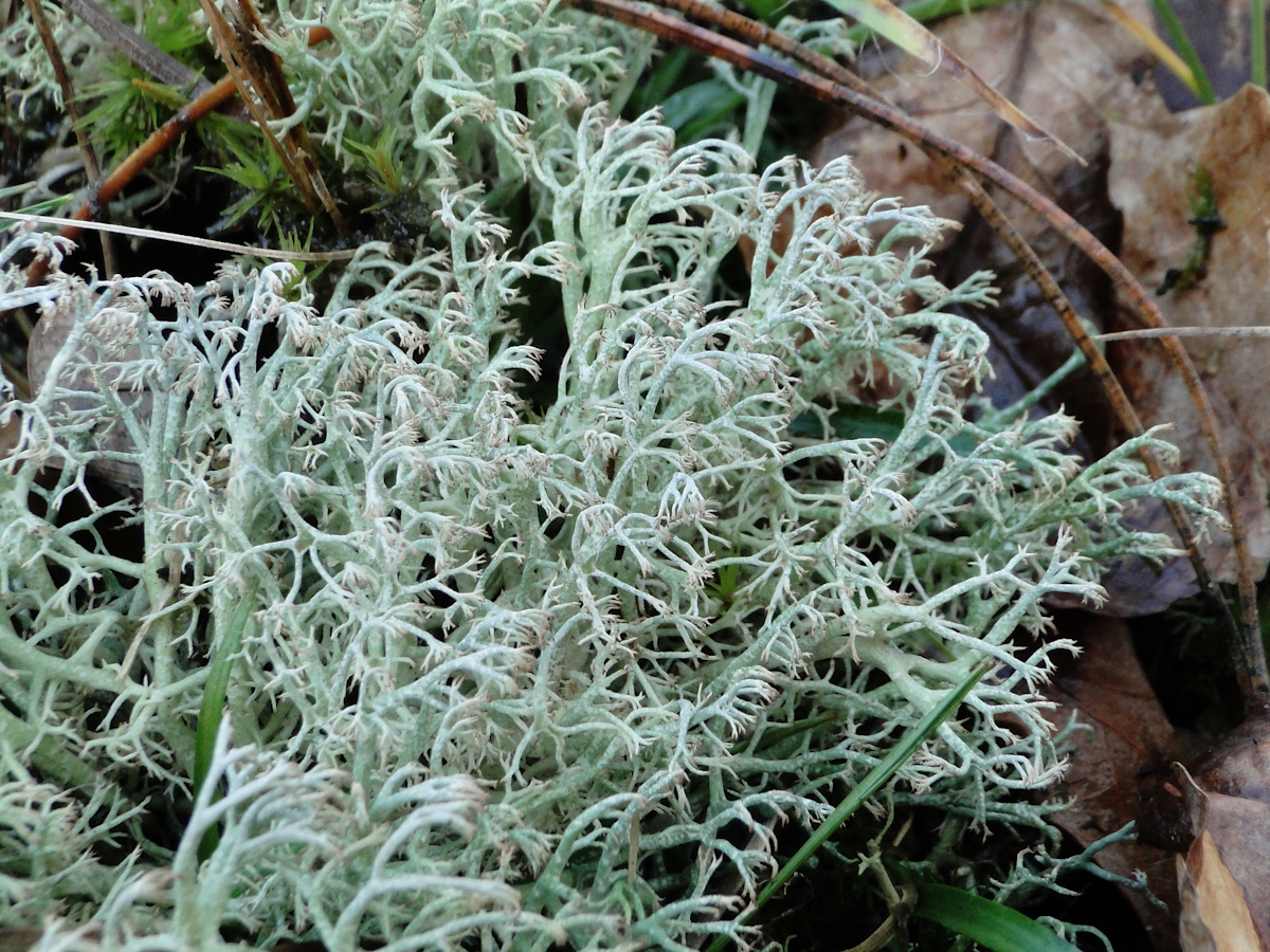 Cladonia ciliata (door Henk-Jan van der Kolk)
