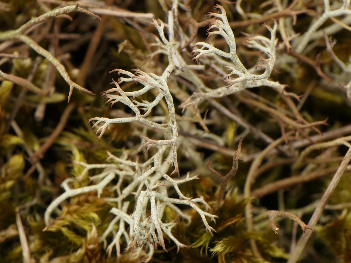 Cladonia ciliata (door Henk-Jan van der Kolk)