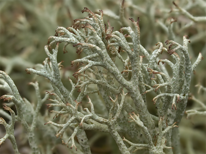 Cladonia ciliata (door Bart Horvers)