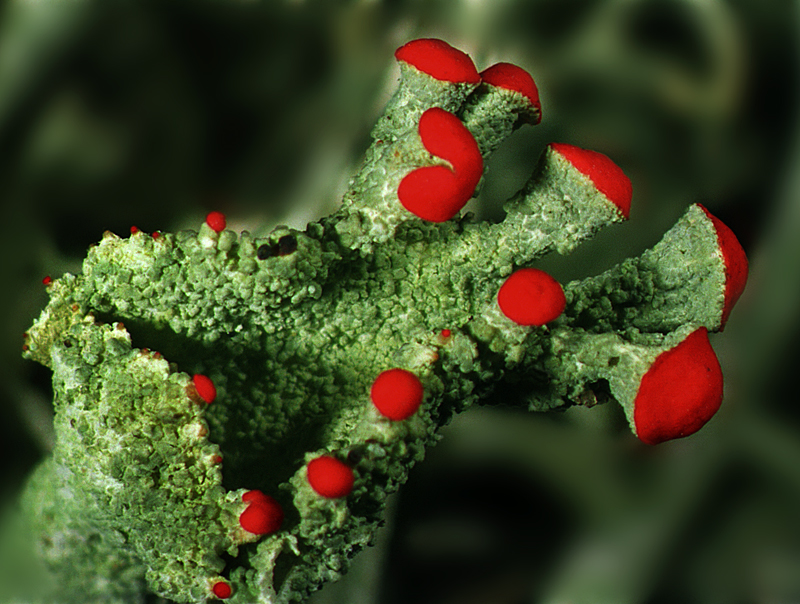 Cladonia coccifera (door Ab H. Baas)