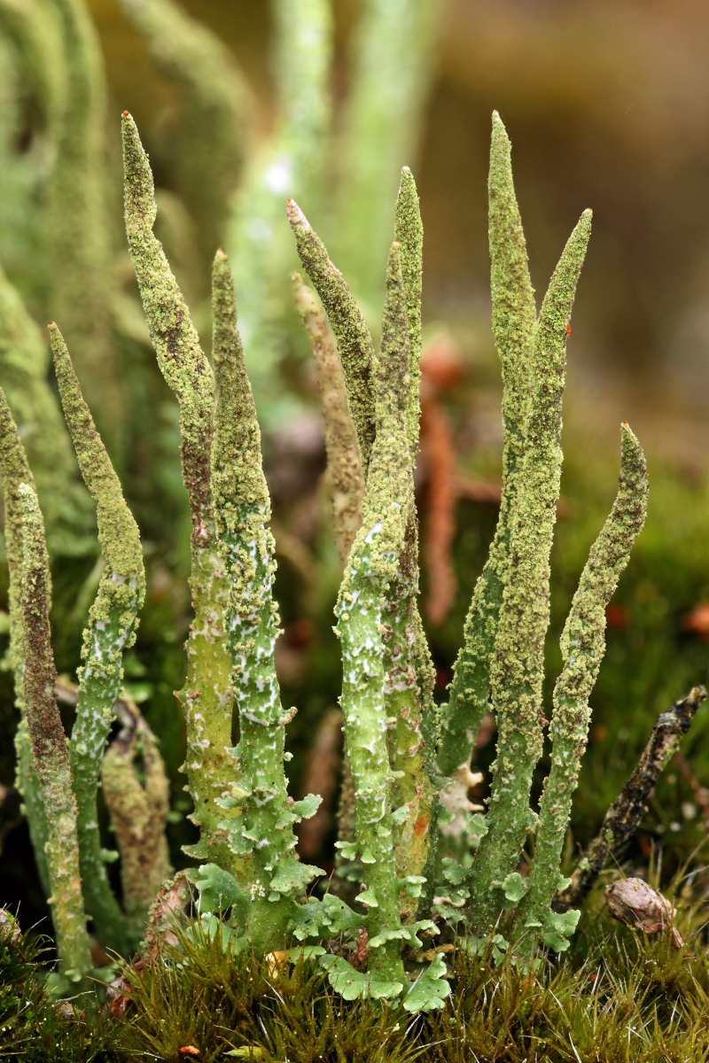 Cladonia cornuta (door Klaas van der Veen)