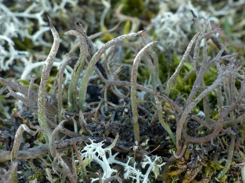 Cladonia cornuta (door Henk-Jan van der Kolk)
