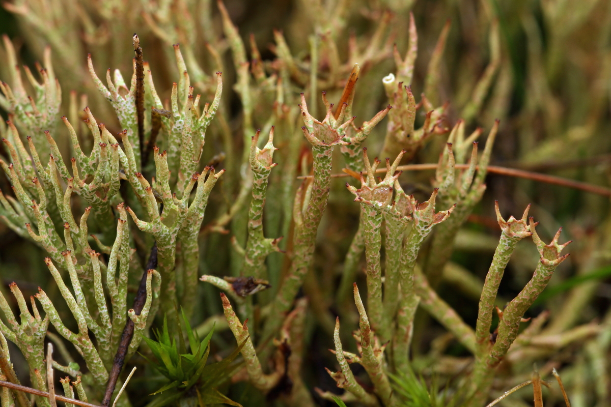 Cladonia crispata (door Klaas van der Veen)
