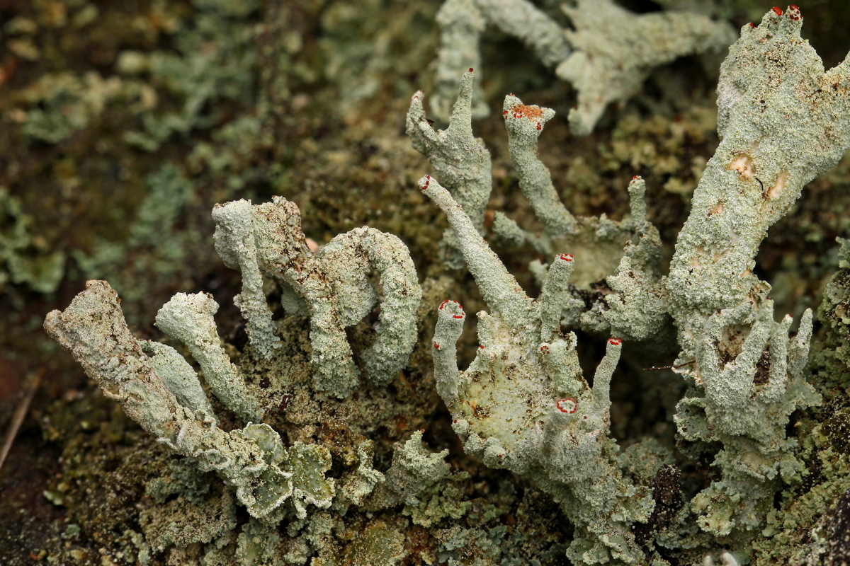 Cladonia digitata (door Klaas van der Veen)