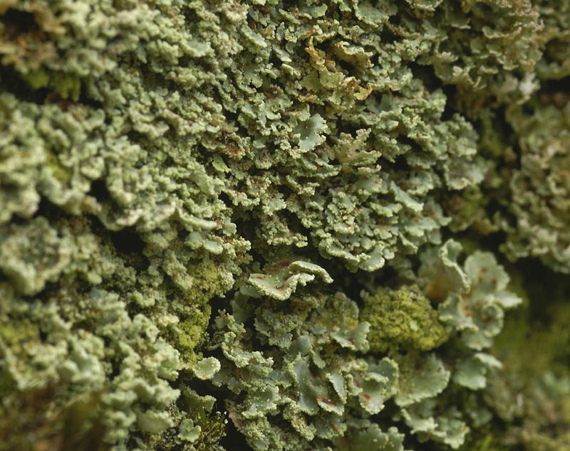 Cladonia digitata (door Ron Poot)