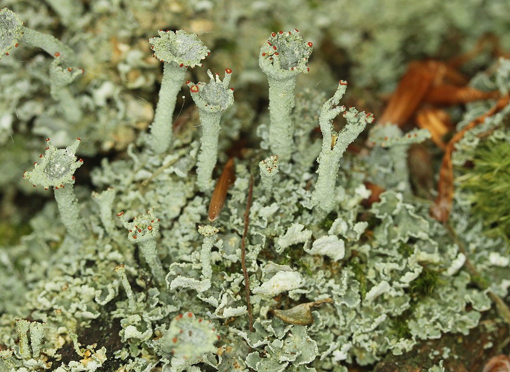 Cladonia digitata (door Laurens Sparrius)