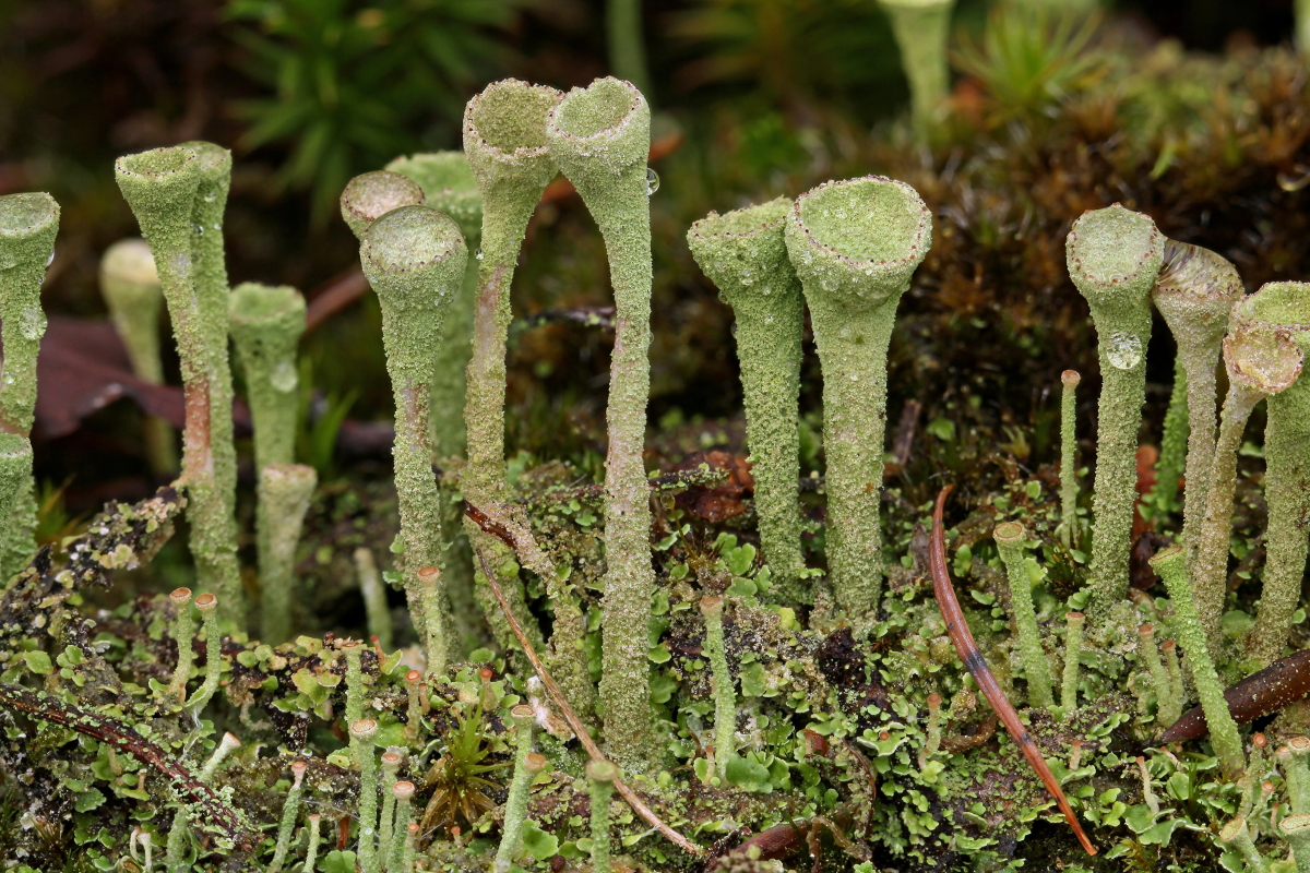 Cladonia fimbriata (door Klaas van der Veen)