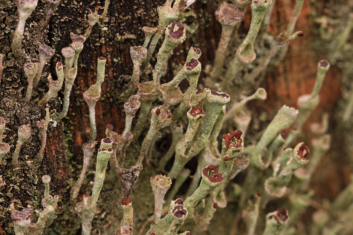Cladonia fimbriata (door Klaas van der Veen)