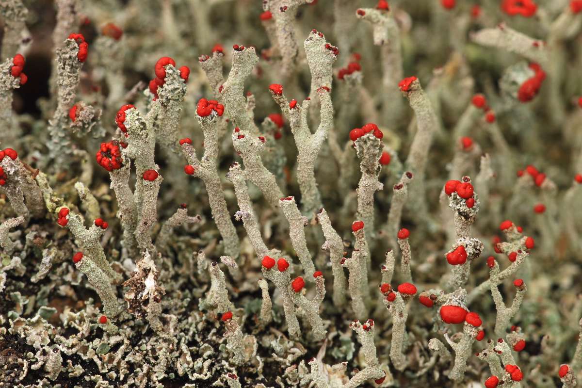 Cladonia macilenta (door Klaas van der Veen)