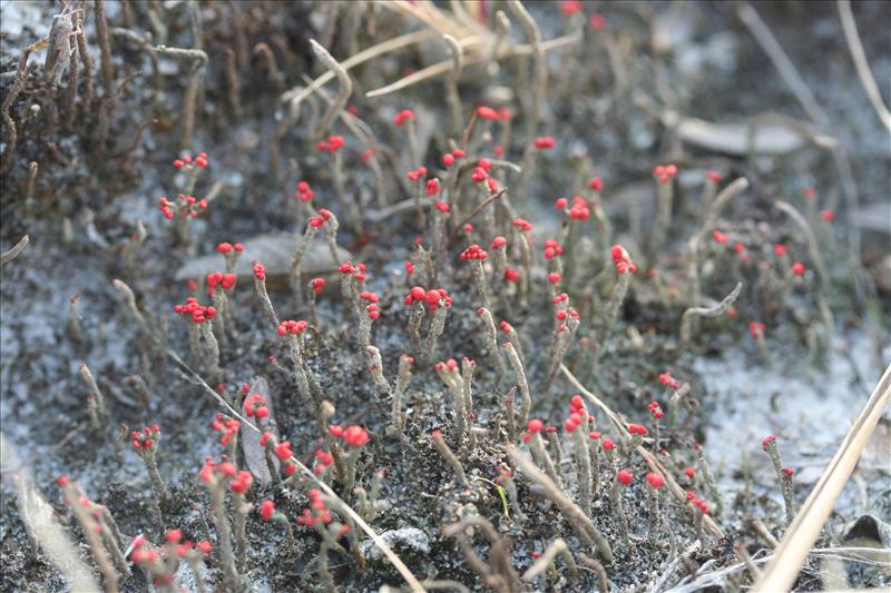 Cladonia floerkeana (door Laurens Sparrius)