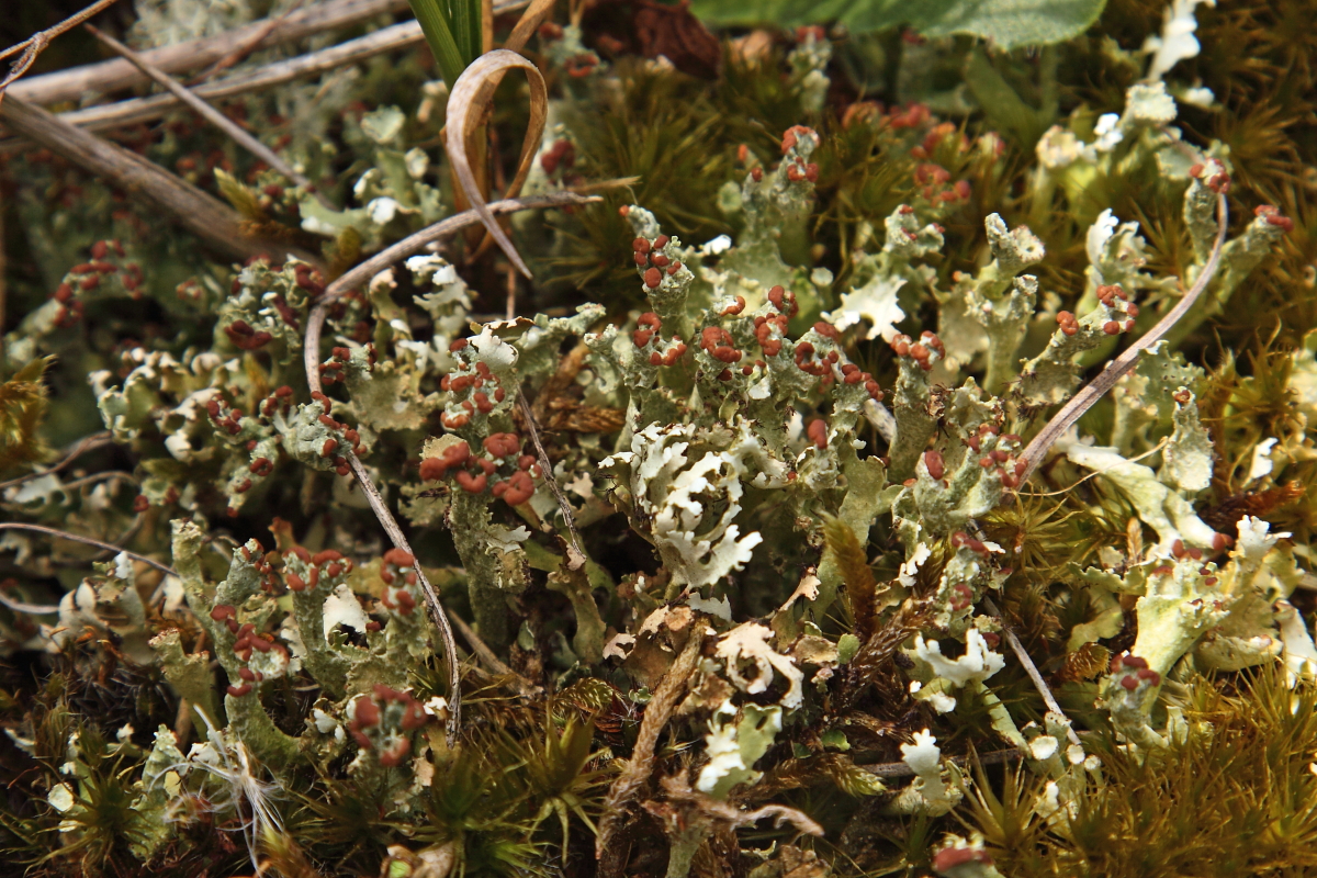 Cladonia foliacea (door Klaas van der Veen)