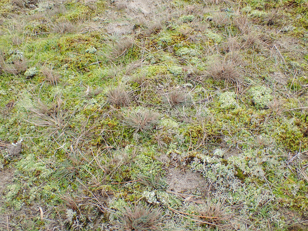 Cladonia foliacea (door Arne van Wingerden)