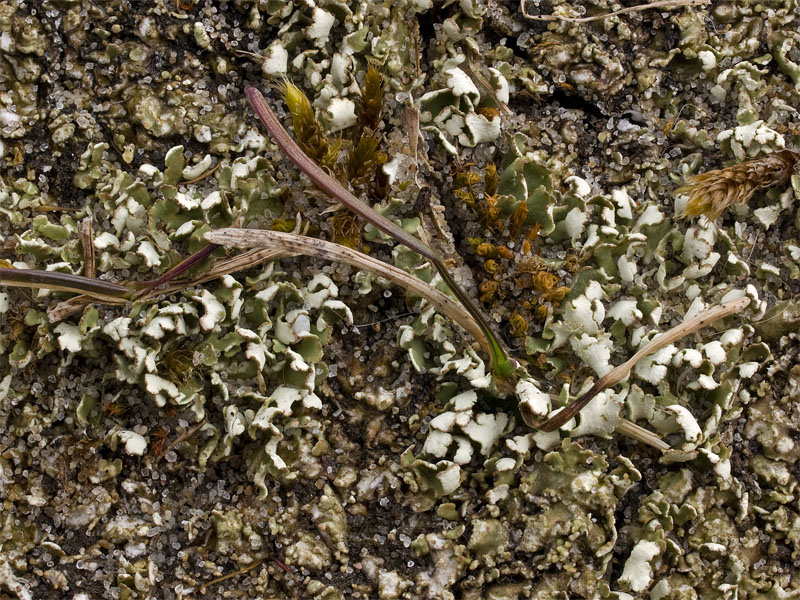 Cladonia foliacea (door Bart Horvers)