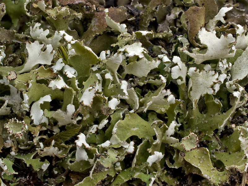 Cladonia foliacea (door Bart Horvers)