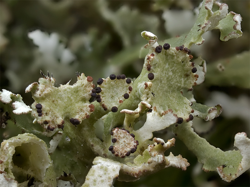 Cladonia foliacea (door Bart Horvers)