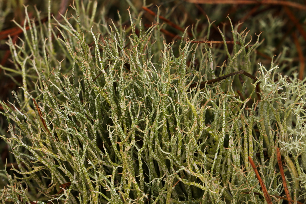 Cladonia furcata (door Klaas van der Veen)
