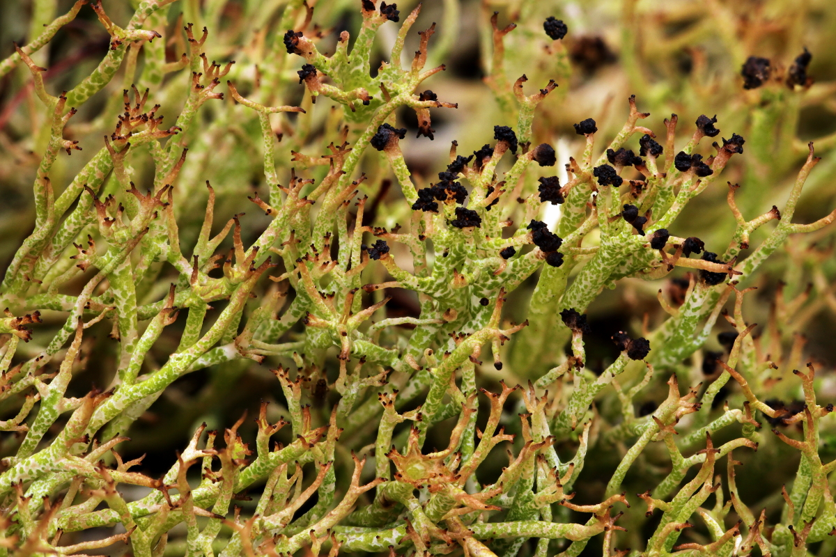 Cladonia furcata (door Klaas van der Veen)
