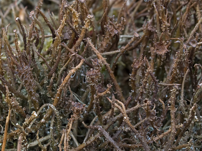 Cladonia gracilis (door Bart Horvers)