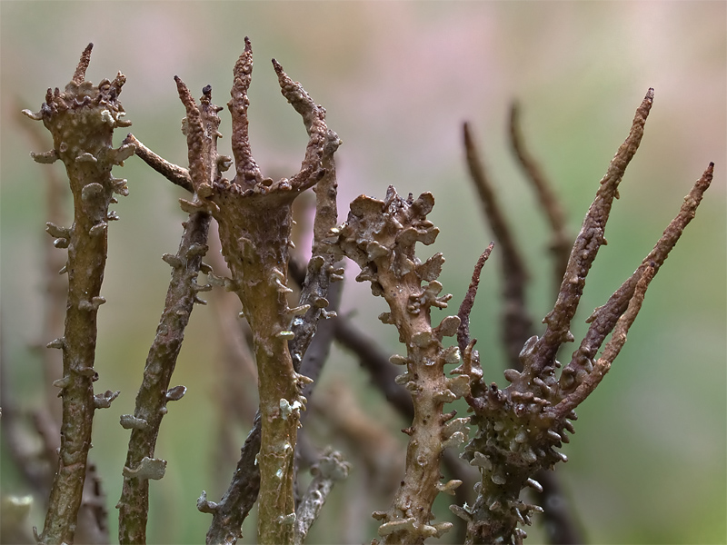 Cladonia gracilis (door Bart Horvers)