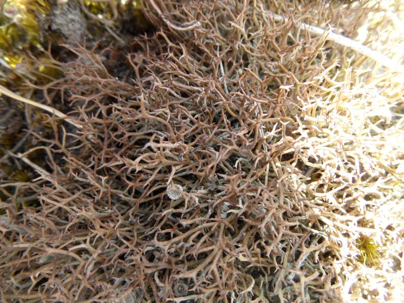 Cladonia furcata subsp. subrangiformis (door Wouter van der Ham)