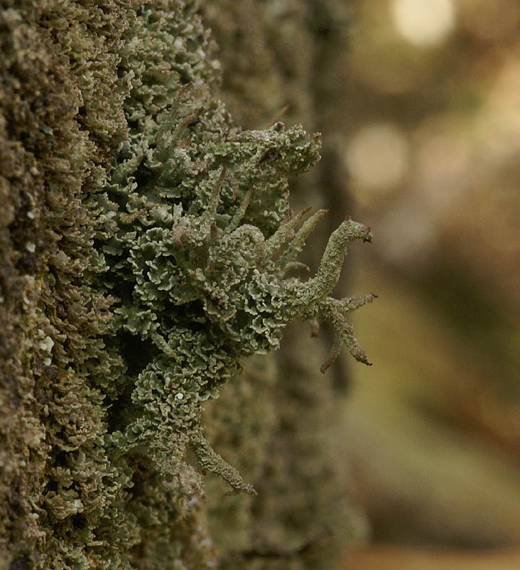 Cladonia glauca (door Ron Poot)