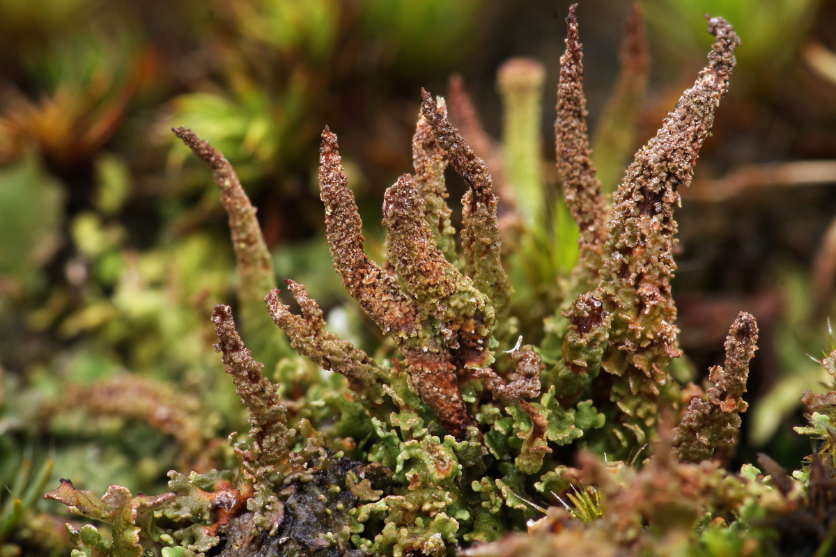 Cladonia glauca (door Klaas van der Veen)