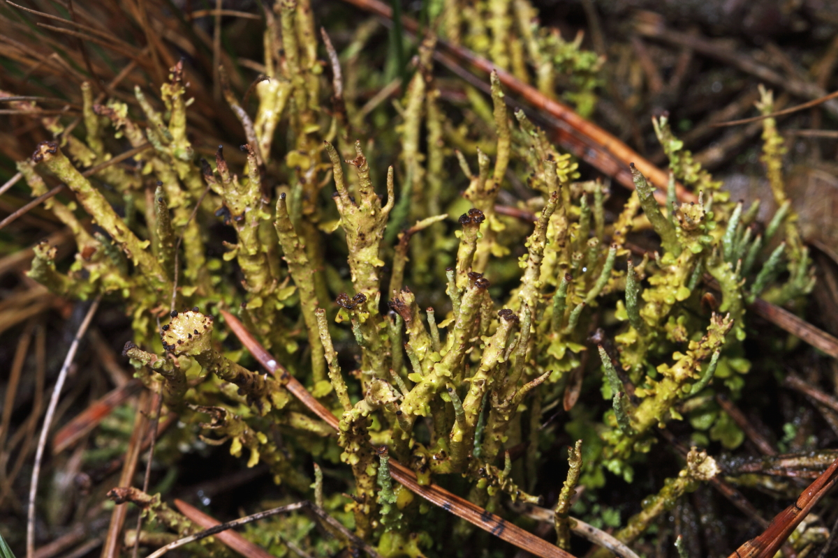 Cladonia gracilis (door Klaas van der Veen)