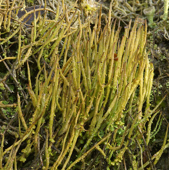 Cladonia gracilis (door Ron Poot)