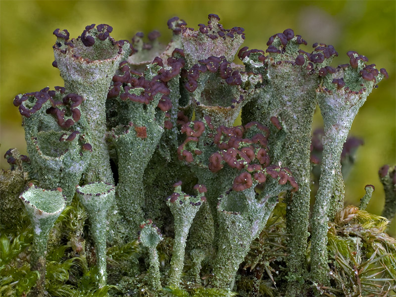 Cladonia grayi (door Bart Horvers)